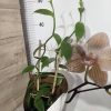 Орхидея Ванилия #326
