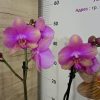 Фаленопсис 2 цветоноса #365