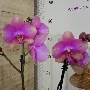 Фаленопсис 2 цветоноса #365