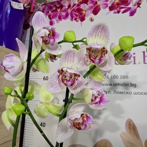 Фаленопсис Пелорик 2цв. #325 - снимка 4
