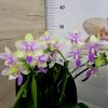 Фаленопсис 2 цветонос #364
