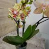 Мини Микс ф6 2цв. Пелорик #524