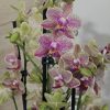 Фаленопсис 2 цветоносa #342