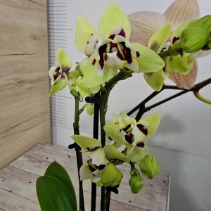 Мини Микс ф6 2цв. Пелорик #525