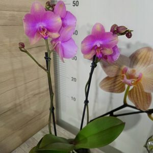 Още от продукт Фаленопсис 2 цветоноса #365