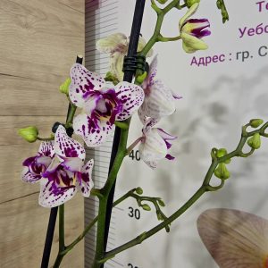 Фаленопсис 2 цветоносa #354