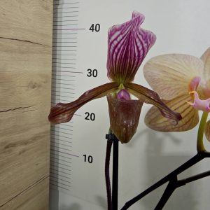 Пафилопедиум #403 - снимка 3