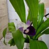 Ароматна Орхидея Cochleanthes #350