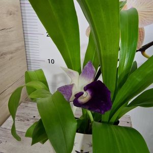 Ароматна Орхидея Cochleanthes #350