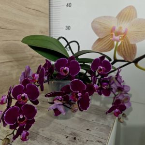 Ароматна Орхидея Cochleanthes #350 - снимка 2