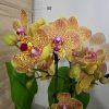 Фаленопсис 2 цветоносa #355
