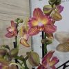 Фаленопсис Пелорик 2цв. #324