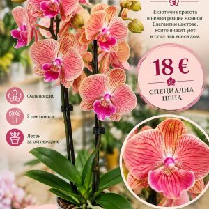 Фаленопсис 2 цветоносa #17