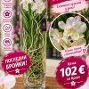 Ванда в стъкленица #11