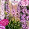 Орхидея Stenoglottis longifolia #12