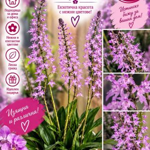 Орхидея Stenoglottis longifolia #12