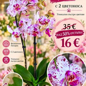 ПРОМО! Фаленопсис 2 цветоноса #10