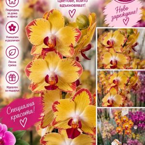Фаленопсис 2 цветоносa Papagayo #76