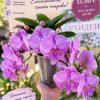 Фаленопсис 2 цветоносa Каскаден #347