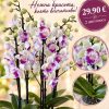 Фаленопсис 2 цветоносa Пелорик #11