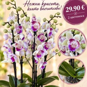 Фаленопсис 2 цветоносa Пелорик #11