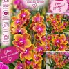 Фаленопсис 2 цв. Sogo Lawrence #5213