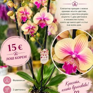 ПРОМО! Фаленопсис 2 цветоноса #01