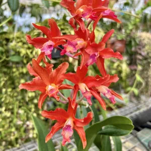 Ryc .Taiwan Firecracker 'Popcorn' #А26