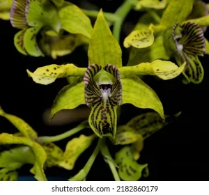 Още от продукт Den. macrophyllum × sib #А1